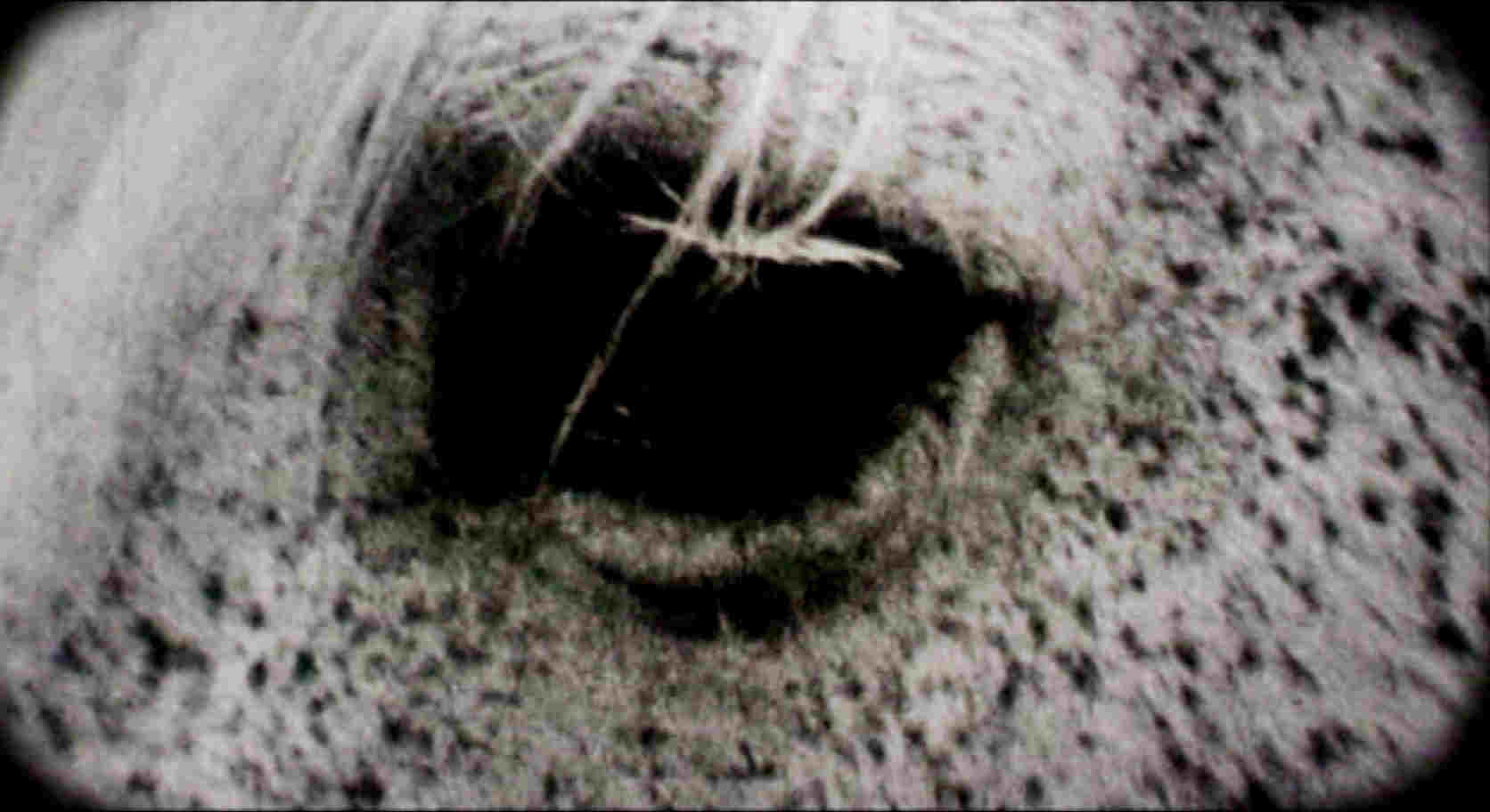 Paradoxe sur le comédien